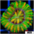 Aussie Nuclear Tiger Striped Button Scoly