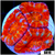 ASD Rainbow Peppermint Acan Lord