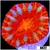 CLEARANCE - ASD Rainbow Peppermint Acan Lord
