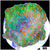 Chicken Pox Discosoma Mushroom
