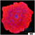 Aussie Deadpool Discosoma Mushroom