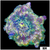 Aussie Camo Discosoma Mushroom