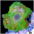 Chicken Pox Discosoma Mushroom