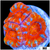 ASD Rainbow Peppermint Acan Lord