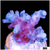 Icy Grape Tort Acropora
