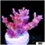 Strawberry Tort Acropora