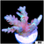 Frozen Glaze Acropora