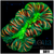 Nuclear Metallic Trachy