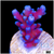 Blue Tipped Tort Acropora
