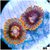 Crimson Galaxy Zoas