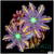 Rainbow Clove Polyps Multiples Available