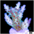 Frozen Glaze Acropora