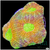 Citrus Acan Enchinata Multiples Available