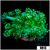 Indo Cultured Lemon Lime Goni