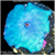 Aussie Blue Mans Discosoma Mushroom Multiples Available