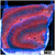 Pink Desire Platy Favia