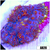 Glactis Rhodactis Mushroom
