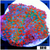 Chicken Pox Discosoma Mushroom