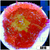 Urchin Rhodactis Mushroom