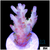 Frozen Glaze Acropora