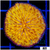 Orange Plate Coral