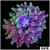 Galaxy Bubble Tip Anemone