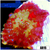 Urchin Rhodactis Mushroom