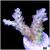 Frozen Glaze Acropora