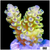 Pinapple Tenuis Acropora