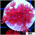CLEARANCE - Indo Cultured Red Goni