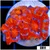ASD Rainbow Peppermint Acan Lord