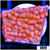 Indo Cultured Orange Phoenix Montipora