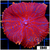 Superman Rhodactis Mushroom