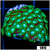 Neon Petals Alveopora