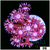 ASD Cherry Blossom Goni