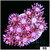 CLEARANCE - ASD Cherry Blossom Goni