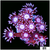 CLEARANCE - ASD Cherry Blossom Goni
