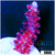 Homegrown Cherry Bomb Acropora