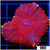 Superman Rhodactis Mushroom
