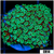 Neon Petals Alveopora