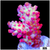 Strawberry Shortcake Tort Acropora