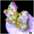 Pink Floyd Acropora