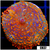 Flaming Rhodactis Mushroom