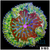 Ultra Maxi Mini Carpet Anemone