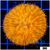 Orange Plate Coral