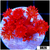 Indo Cultured Red Goniopora