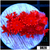 Indo Cultured Red Goniopora