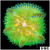 Baby Matenensis Carpet Anemone