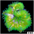 Baby Matenensis Carpet Anemone