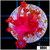 ASD Red Goniopora